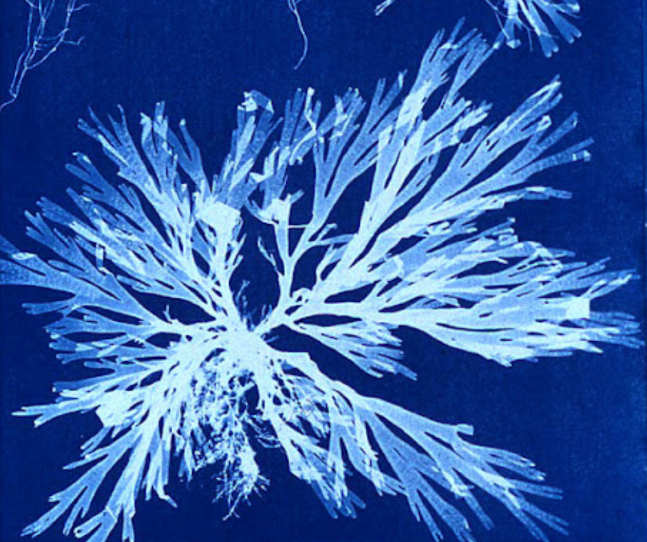 Cyanotype Printmaking Workshop