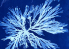 Gweithdy Argraffu Cyanotype