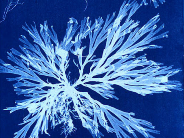 Gweithdy Argraffu Cyanotype
