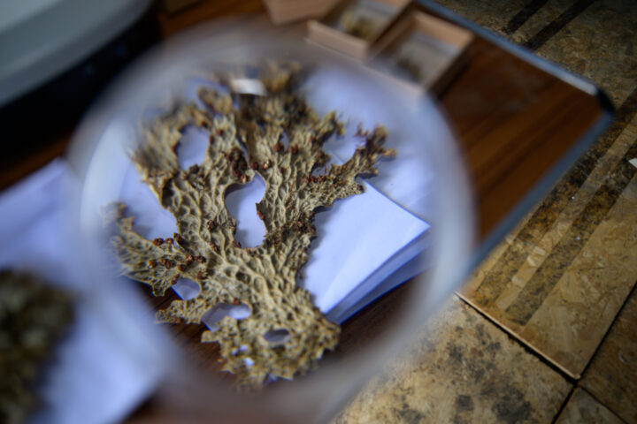 119 Coed Coexist swmposiwm symposium 2024 Plas Glyn y Weddw Ffoto Photo Gareth Jenkins Noddwyd gan Sponsored by Ecoamgueddfa0 A Coed Coexist swmposiwm symposium 2024 Plas Glyn y Weddw Ffoto Photo Gareth Jenkins Noddwyd gan Sponsored by Ecoamgueddfa