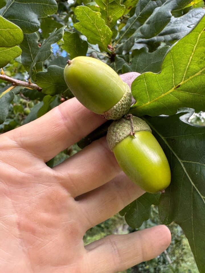 8abe0dd8 ebcc 4d41 850b b4539ba8013e 1