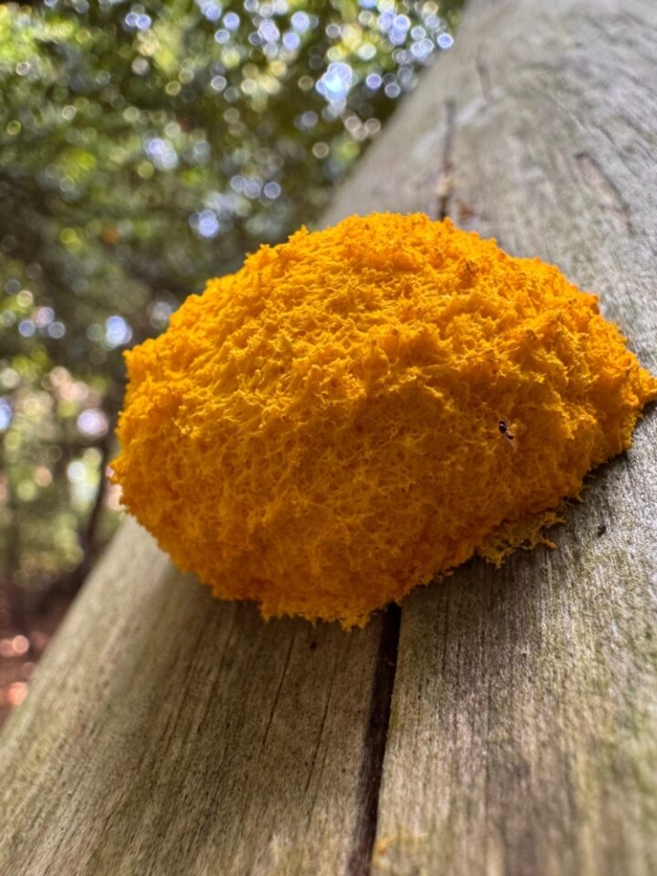 6b2e3c9a 21f1 4089 b1a2 c4618b43d2a1 1