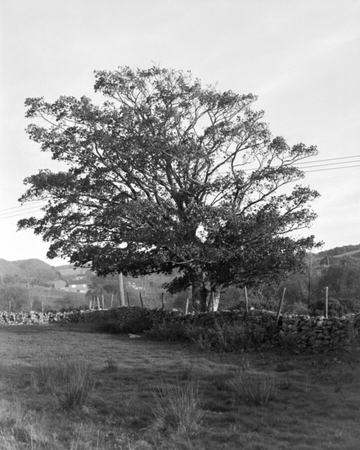 Field